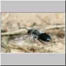Andrena vaga - Weiden-Sandbiene -13- 07.jpg